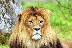 Relaxing: Male lion with a beautiful mane relaxing in the