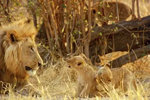Growl: MALE LION WITH TWO CUBS. CUB GROWLING
