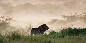 Lincoln: A male Lion at Lake Nakuru NP, Kenya