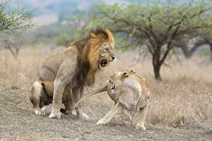 Growling: Lion