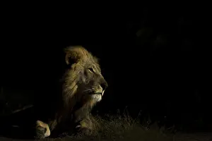 150818: Male lion - in low key - Botswana, Africa