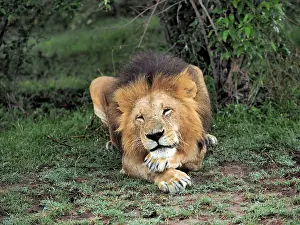 141217: Male Lion in the Masai Mara, Kenya, Africa Male