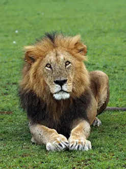 141217: Male Lion in the Masai Mara, Kenya, Africa Male