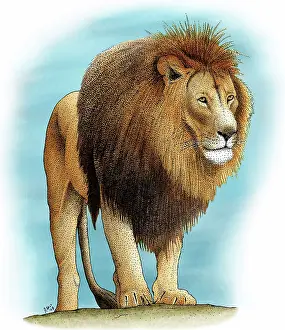 Drawing: Lion