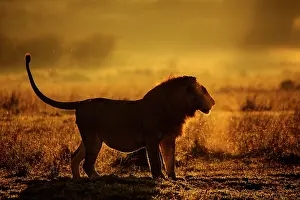 Strong: Male Lion (Panthera leo) backlit at sunrise