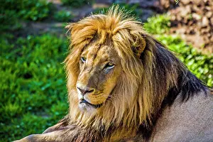 Oudtshoorn: Male lion (Panthera leo), Cango Wildlife Ranch