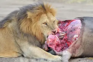 Carcass: Lion
