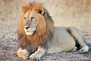 Felids: Lion