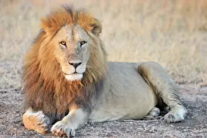 Felids: Lion