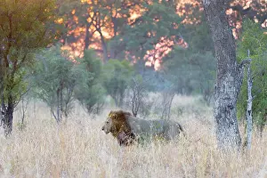 Bushveld: Lion