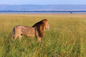 Carnivoran: Male lion (Panthera leo), roaming Paradise Plains