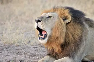 Felids: Lion