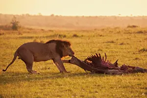 Skeleton: Male Lion (Panthera leo) with skeleton, eland kill