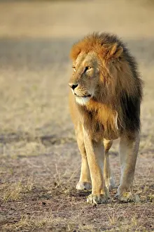 Felids: Lion