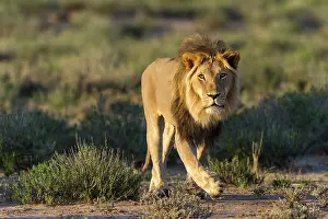 Dominance: Lion