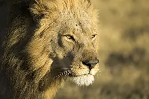 150818: Male lion - portrait - Botswana, Africa