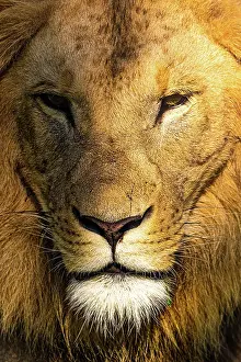 Pride: Male Lion portrait closeup vertical photo