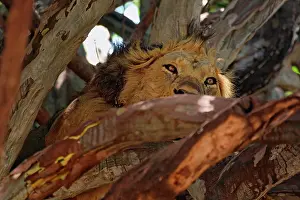 Lincoln: Male lion resting in tree, Panthera leo