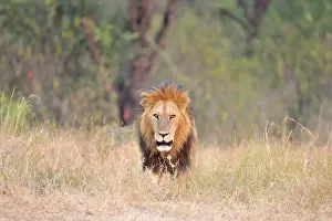 Ngorongoro: Male Lion front view facing camera