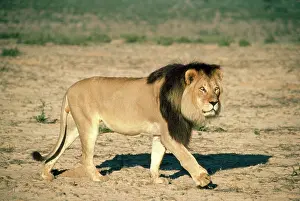Strolling: Male LION - walking