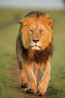 Narok: Male lion walking towards the camera in Masai Mara