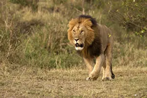 070818: Male Lion - walking across the Mara - Kenya, Africa