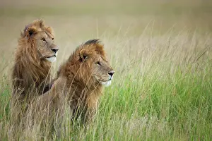 Sideview: Two male Lions (Panthera leo) in the long grass