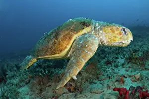 Caretta: Male Loggerhead Turtle