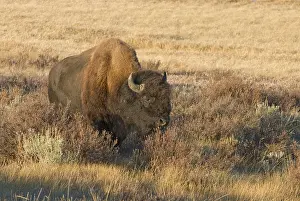 Gardeners: Male - Lone bull in Gardeners Hole