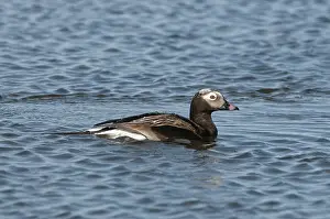 Clangula: Male long-tailed duck