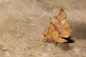 Walls: Male of Lunar thorn (Selenia lunularia), perched