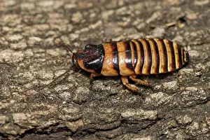 Madagascar: Male Madagascar hissing cockroach (Gromphadorhina