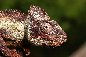 Adaption: Male Madagascar malagasy giant chameleon (Furcifer