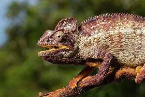 Adaption: Male Madagascar malagasy giant chameleon (Furcifer