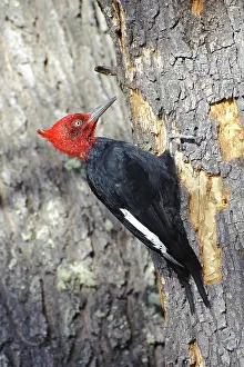 Magellanic: Male Magellanic Woodpecker