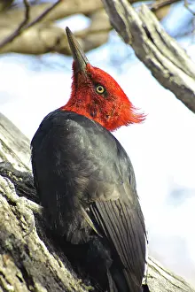 Magellanic: Male Magellanic Woodpecker