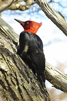 Magellanic: Male Magellanic Woodpecker