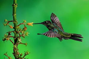 Eugenes: A male Magnificent Hummingbird (Eugenes fulgens)