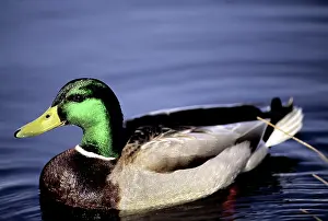 Mallards: Male Mallard