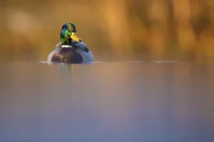 Platyrhynchos: A male Mallard (Anas platyrhynchos) sits on the