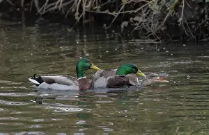 Attacking: Two male Mallards, Anas platyrhynchos, attemptin