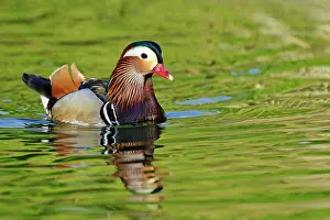 Zoological: Male Mandarin Duck