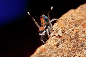 Bridal: male Maratus amabilis peacock spider'doing the