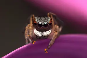 Anomalus: a male Maratus anomalus Peacock jumping spider with
