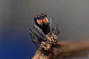 Plumosus: male Maratus plumosus Peacock spider