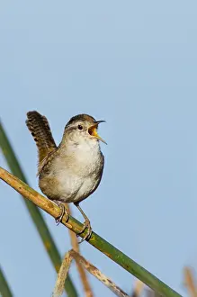 Cistothorus: Male Marsh Wren (Cistothorus palustris) territorial