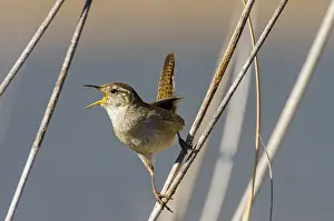 Cistothorus: Male Marsh Wren (Cistothorus palustris) territorial