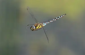 Hanging: Male Migrant Hawker, Aeshna mixta, in flight, ho