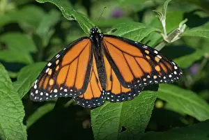 Monarch: Male Monarch Butterfly