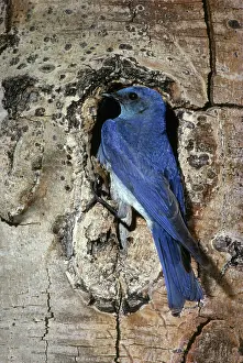 Populus: Male Mountain Bluebird